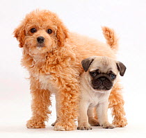 Cavachondoodle puppy and pug puppy.
