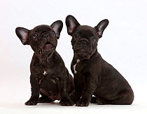 Two French Bulldog puppies, age 7 weeks.