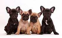 Four French Bulldog puppies, age 7 weeks.
