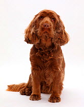 Sussex Spaniel portrait - showing health issue ectropion of the eye.