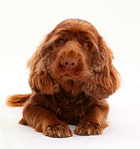 Sussex Spaniel portrait - showing health issue ectropion of the eye.
