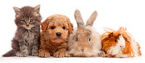 Grey kitten, Goldendoodle puppy, rabbit and Guinea pig.