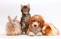 Tabby kitten, Goldendoodle puppy, rabbit, and Guinea pig.