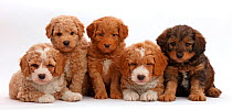 Five F1b Toy Goldendoodle puppies, age 7 weeks.