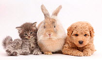 Grey kitten, Goldendoodle puppy and rabbit.