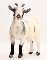 Pygmy Goat showing flehmen response.