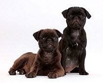Black Pug and Platinum Pug pups.