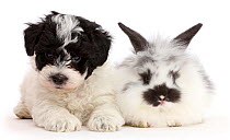Black-and-white Cavapoo puppy and domestic rabbit