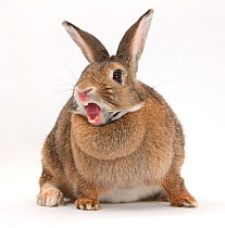 Agouti rabbit yawning.