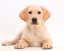 Yellow Labrador Retriever puppy, age 9 weeks, lying with head up.