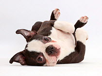 Boston Terrier, age 5 months, lying on his back.