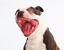 Boston Terrier, age 5 months, yawning.