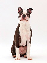 Black-and-white Boston Terrier, age 5 months.