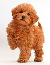 Red Toy labradoodle puppy standing with paw raised.