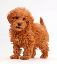 Red Toy labradoodle puppy standing.