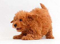 Red Toy labradoodle puppy in play-bow.