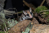 Garden dormouse (Eliomys quercinus) adult, looking over a rock on mossy ground, captive, Germany, September.