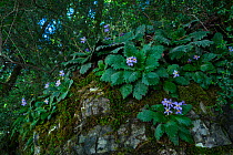 Pyrenean violet (Ramonda myconi), Bujaruelo Valley, Sobrarbe, Huesca, Aragon, Spain, July.