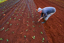 Farmer weeding his crop, Madeira Island, Portugal, March.