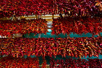 Dried chilli in farmers' market, Funchal, Madeira Island, Portugal, March 2016.