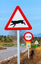 Iberian lynx (Lynx pardinus) traffic warning sign, Badajoz, Extremadura, Spain, February 2016.