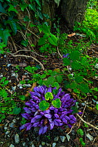 Purple toothwort (Lathraea clandestina) Liendo, Cantabria, Spain, April 2016.