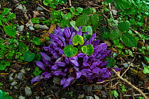 Purple toothwort (Lathraea clandestina) Liendo, Cantabria, Spain, April 2016.