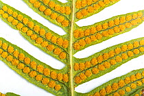RF - Common Polypody fern (Polypodium vulgare) underside of frond showing ripe sporangia (spore capsules).  Monmouthshire, Wales, UK, December. (This image may be licensed either as rights managed or...