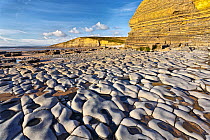 RF - Carboniferous limestone pavement and cliff showing sedementary Jurassic sandstone bedding planes. Dunraven Bay, Glamorgan, UK. January 2017. (This image may be licensed either as rights managed o...