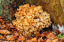 Caulifower fungus (Sparassis crispa) Bargain Wood, Wye Valley, Monmouthshire, Wales, UK, December 2016.