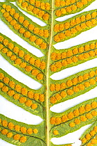 Common Polypody fern (Polypodium vulgare) underside of frond showing ripe sporangia (spore capsules).  Monmouthshire, Wales, UK, December.