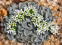 Crassula (Crassula mesembryanthemopsis) cultivated plant, South Africa. Focus-stacked image