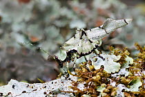 Lichen katydid (Lichenomorphus carlosmendesi) showing camouflage, Costa Rica