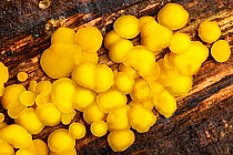 Lemon Disco fungus (Bisporella citrina), growing on dead oak branch.  Derbyshire, Peak District National Park, UK, October