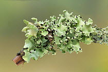 Foliose lichen (Parmotrema perlatum) on apple twig.  Monmouthshire, Wales, UK, November. Focus-stacked image.