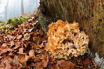 Caulifower fungus (Sparassis crispa) Bargain Wood, Wye Valley, Monmouthshire, UK, December.