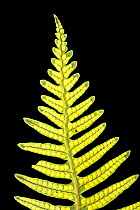 Common polypody fern (Polypodium vulgare) frond with immature spores