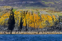 Lichen zonation showing oil-tar lichen, Verrucaria maura (black zone), Caloplaca sp. and Xanthoria sp. (yellow zone) Mull, Scotland