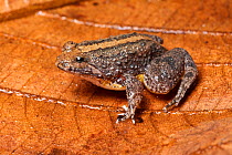 Puddle frog (Occidozyga laevis) Sukau, Malaysian Borneo
