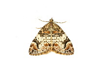 Dark carpet moth (Chlorocysta citrata citrata) on white background, Drumnadrochit, Inverness, Scotland, UK, August.
