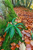 Hard fern (Blechnum spicant) infertile fronds, in Beech wood, autumn. Wye Valley, Monmouthshire,UK, November.