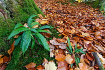 Hard fern (Blechnum spicant) infertile fronds, in Beech wood, autumn. Wye Valley, Monmouthshire,UK, November.