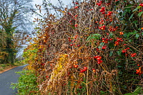 Black bryony (Tamus communis) berries in autumn. Catbrook, Monmouthshire, UK, November.