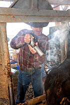 Barry Crago uses an electric branding iron to mark his cattle on the Willow Creek Ranch, Wyoming, USA, September 2016. Model released.