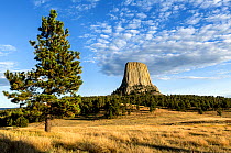Devils Tower viewed from the Joyner Ridge Loop Trail in Devils Tower National Monument, Wyoming, USA. September 2016.