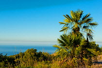 Mediterranean dwarf palm (Chamaerops humilis), Garraf Natural Park, Barcelona, Catalonia, Spain, August 2016.
