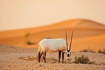 Arabian oryx (Oryx leucoryx) in Dubai, UAE, November.