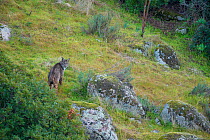 Iberian lynx (Lynx pardinus) in Sierra Morena, Andalusia, Spain, January.