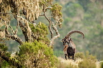 Walia ibex (Capra walie) in rocky landscape, Simien Mountains, Ethiopia, November.