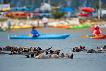 Resting Sea otters (Enhydra lutris) with kayakers and beach in the background, California, USA, June.